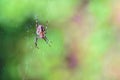 Spider hangs on the web in the forest, copypaste Royalty Free Stock Photo