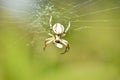 The spider hangs on the web upside down. Royalty Free Stock Photo