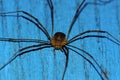 Spider harvestman Royalty Free Stock Photo