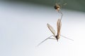 A spider has caught a flying insect in its web and sucks it