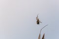 A spider has caught  a flying insect in its web and sucks it Royalty Free Stock Photo