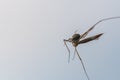 A spider has caught a flying insect in its web and sucks it