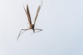 A spider has caught a flying insect in its web and sucks it