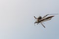 A spider has caught  a flying insect in its web and sucks it Royalty Free Stock Photo