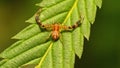 Spider hatchling on a leaf