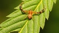 Spider hatchling on a leaf