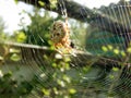 Spider have breakfast on the web