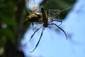 a spider is having lunch