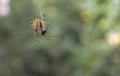 Spider having lunch. Hairy and fat Cross Orb weaver. Closeup