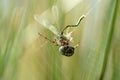 Spider having a meal Royalty Free Stock Photo