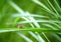 Spider-hawk Latin Opiliones, syn. Phalangida