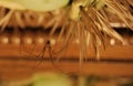 Spider-hawk Pholcidae on the web watches prey