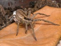 Spider with her egg sack Royalty Free Stock Photo