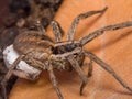 Spider with her egg sack Royalty Free Stock Photo