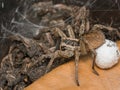 Spider with her egg sack Royalty Free Stock Photo