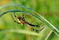 Spider in her spiderweb