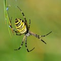 Spider in her spiderweb