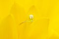 Spider hid in the yellow petals of a flower Royalty Free Stock Photo