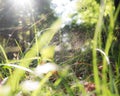 Spider in the grass of the Woodland Royalty Free Stock Photo