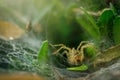 A spider hidden in an oval web surrounded by leaves. Spider waiting in web to catch prey Royalty Free Stock Photo