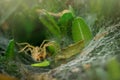 A spider hidden in an oval web surrounded by leaves. Spider waiting in web to catch prey Royalty Free Stock Photo