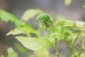 Spider hide behind a tiny leaf