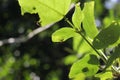 A spider hide under a large leaf while sunlight go through the leaf