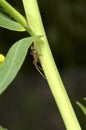 Spider hiding behind a plant