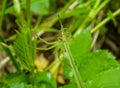 Spider hiding in the grass