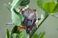 Spider hiding in a plant