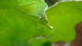 Spider hiding under the leaf. Spider sits in the edge of the web waiting a prey. Camouflage animals. insects camouflaged. Predator Royalty Free Stock Photo