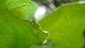 Spider hiding under the leaf. Spider sits in the edge of the web waiting a prey. Camouflage animals. insects camouflaged. Predator Royalty Free Stock Photo