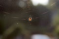 Spider in his home network at sunrise & x28;5& x29; Royalty Free Stock Photo