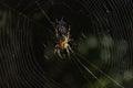 Spider in his home network at sunset Royalty Free Stock Photo