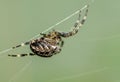 A spider on his web awaiting prey Royalty Free Stock Photo