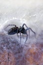 Spider in his Web (badumna insignis)