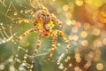 A spider on his web dripping with dewdrop against morning sunlight