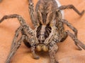 Spider with her egg sack Royalty Free Stock Photo