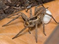 Spider with her egg sack Royalty Free Stock Photo