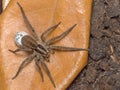 Spider with her egg sack Royalty Free Stock Photo