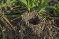 Spider hole in the ground Royalty Free Stock Photo