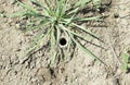 spider hole in the ground. the edges of the shelter are woven with cobwebs Royalty Free Stock Photo