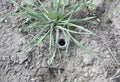 spider hole in the ground. the edges of the shelter are woven with cobwebs Royalty Free Stock Photo