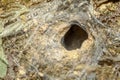 spider hole in soil at forest Royalty Free Stock Photo