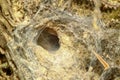 spider hole in soil at forest Royalty Free Stock Photo