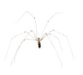 Spider, Holocnemus pluchei Royalty Free Stock Photo
