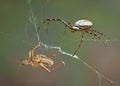 Spider after hopper Royalty Free Stock Photo