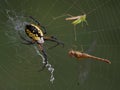 Spider, hopper, and dragonfly in web Royalty Free Stock Photo