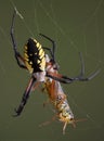 Spider with hopper in web Royalty Free Stock Photo