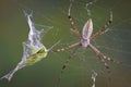 Spider with Hopper in web Royalty Free Stock Photo